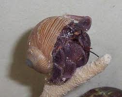 This is a blueberry hermit crab